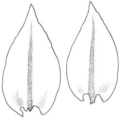 Pseudoleskea imbricata, branch leaves. Drawn from B.H. Macmillan 80/40, CHR 267654.
 Image: R.C. Wagstaff © Landcare Research 2018 